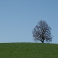 einzelner Baum