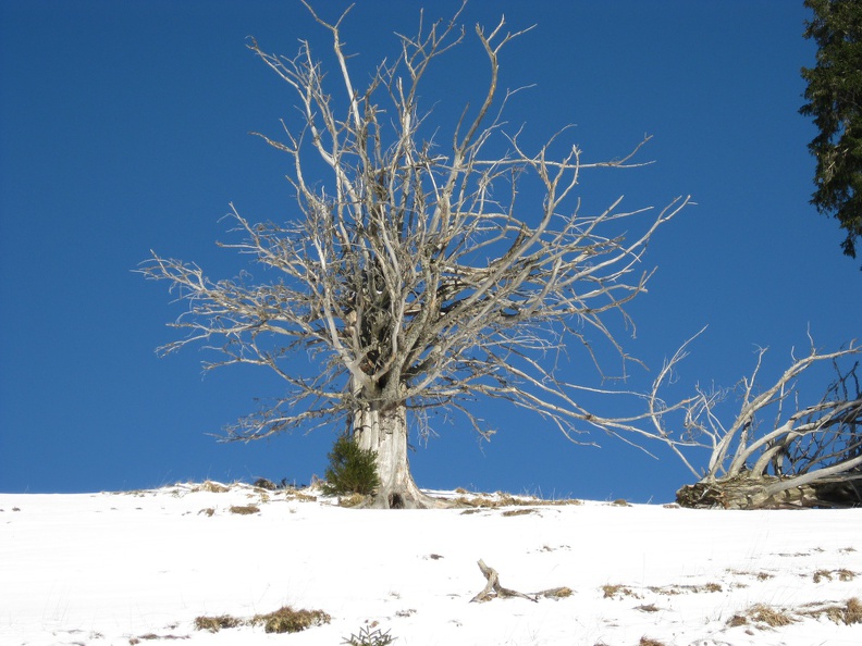 Baum im Schnee.jpg